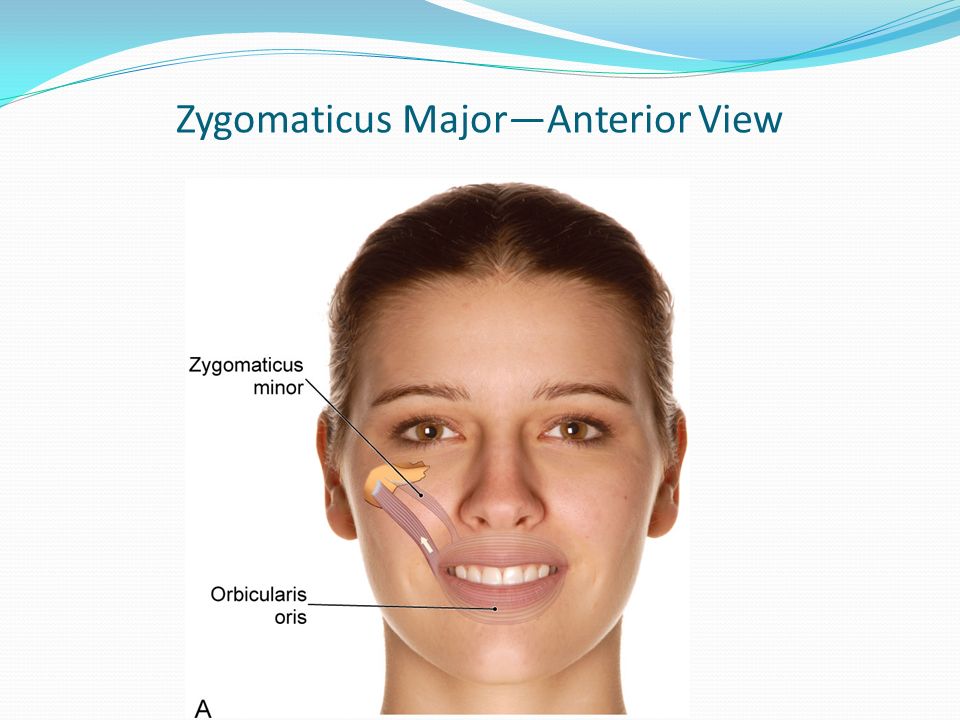 Muscles of Facial Expression ppt download